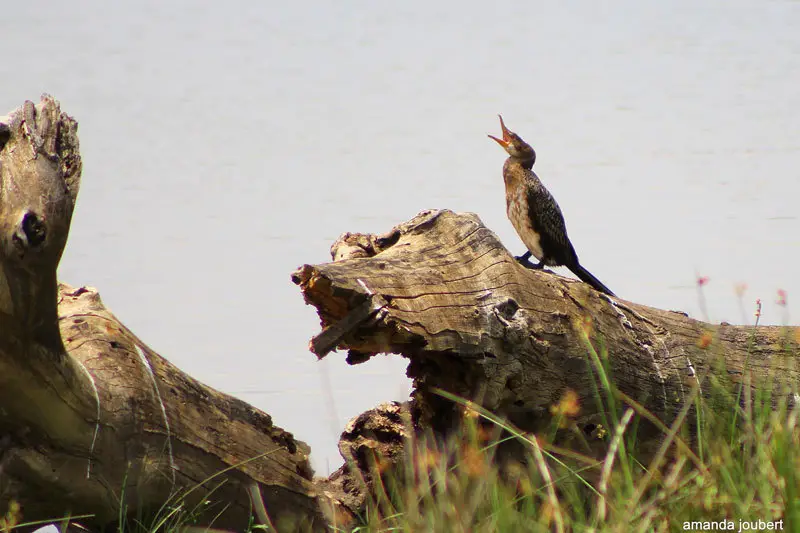 reed cormarant nambiti big 5 private game reserve