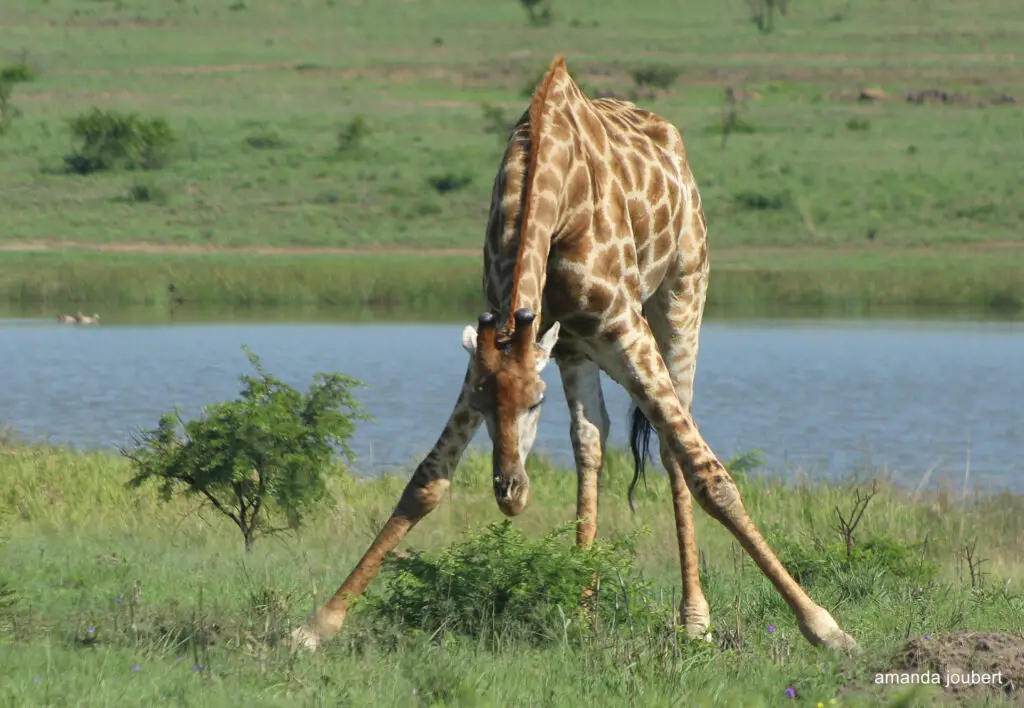 1 img at Nambiti Private Game Reserve, KwaZulu-Natal