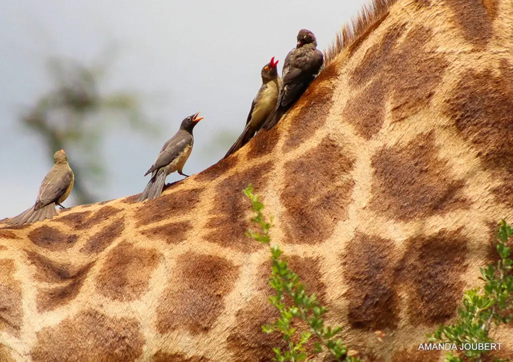 giraffe ride