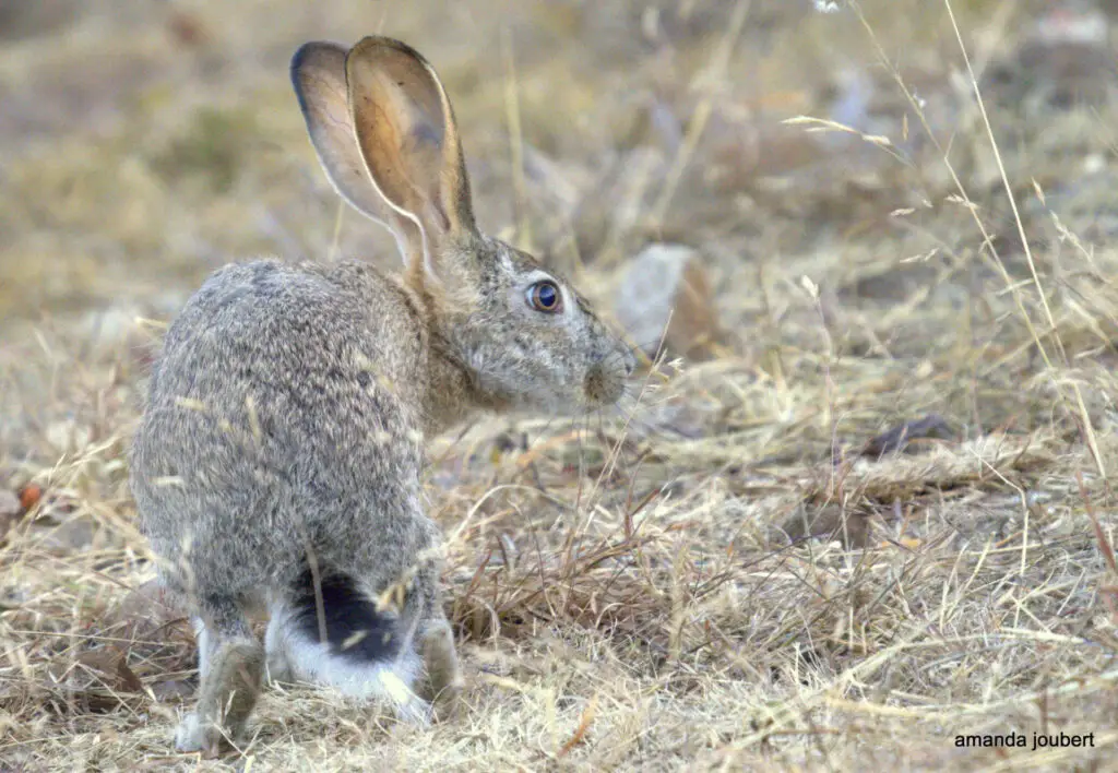 hare 3