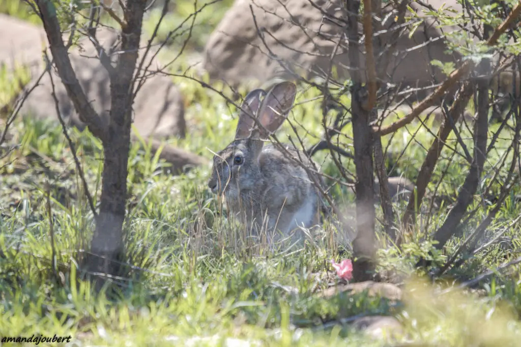 hare 4