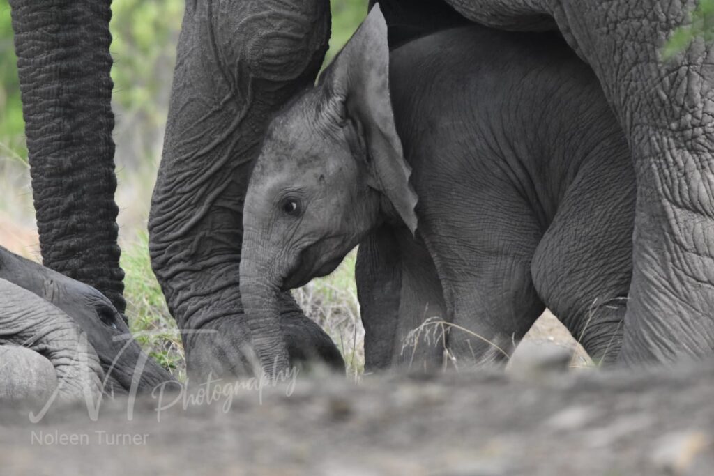 IMG-20241029-WA0025 A baby elephant hiding under its mother - Nambiti offers baby wildlife during our green season