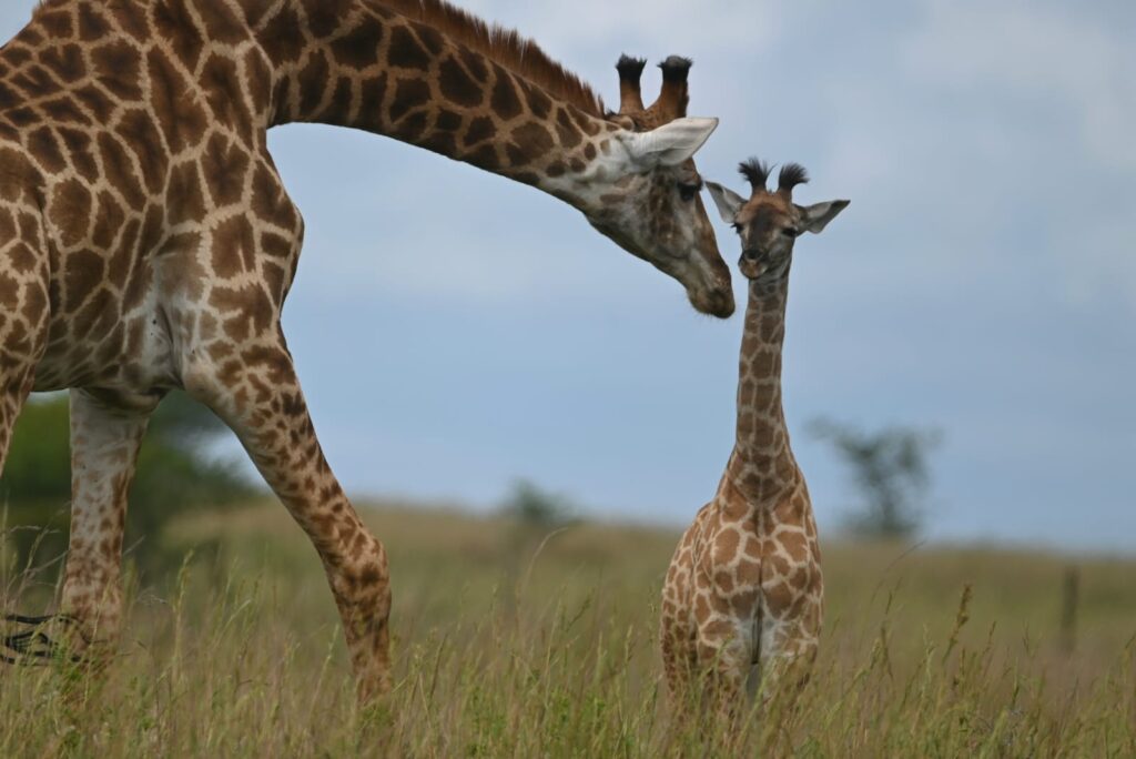 IMG-20250128-WA0046 A young giraffe stays close to its mother out in the bush, South Africa