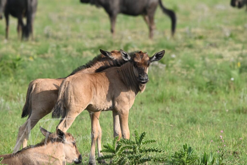 IMG-20250128-WA0048 The Circle of Life: Calving Season Begins in the Bush | Nambiti Private Game Reserve, KwaZulu-Natal