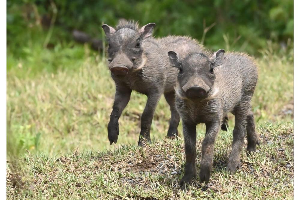 IMG-20250128-WA0051 (1) Curious warthog piglets wander Nambiti Game Reserve during green season
