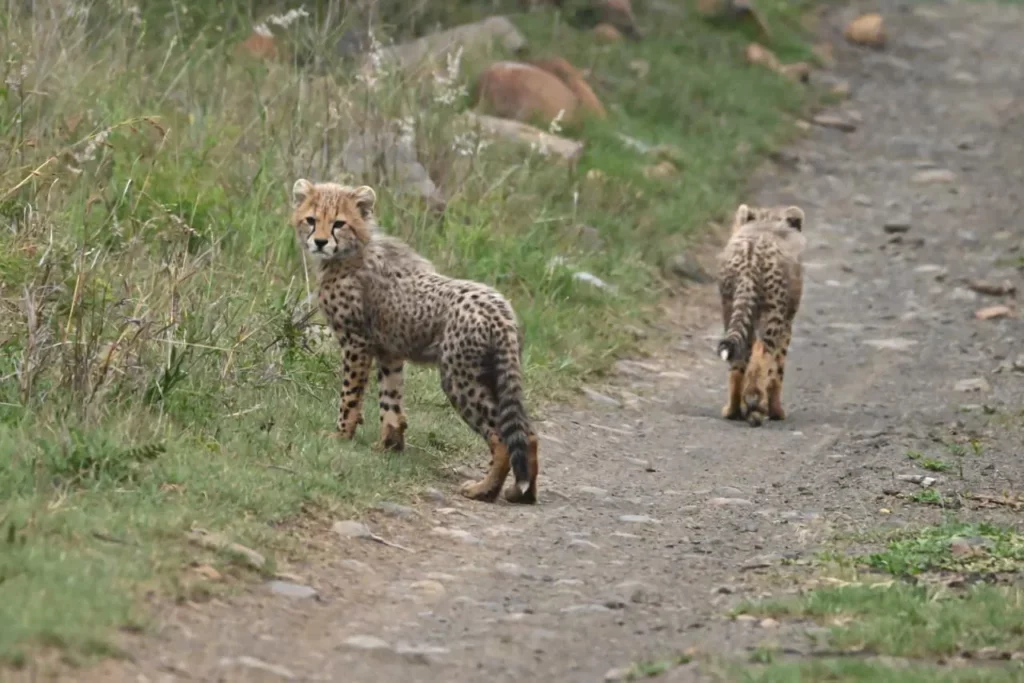 A Year of Growth and Renewal: Conservation Successes | Nambiti Private Game Reserve, KwaZulu-Natal