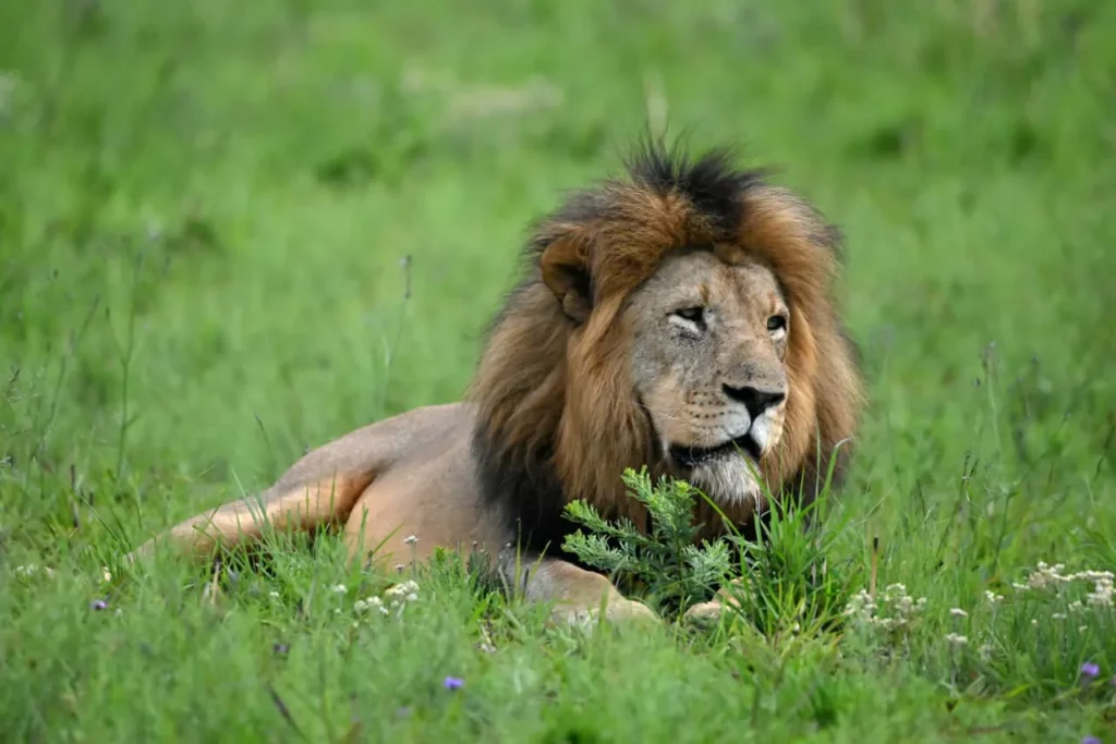 A Year of Growth and Renewal: Conservation Successes | Nambiti Private Game Reserve, KwaZulu-Natal