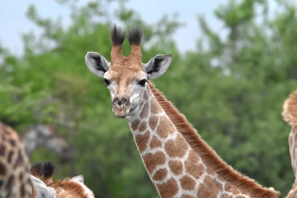 A Year of Growth and Renewal: Conservation Successes | Nambiti Private Game Reserve, KwaZulu-Natal