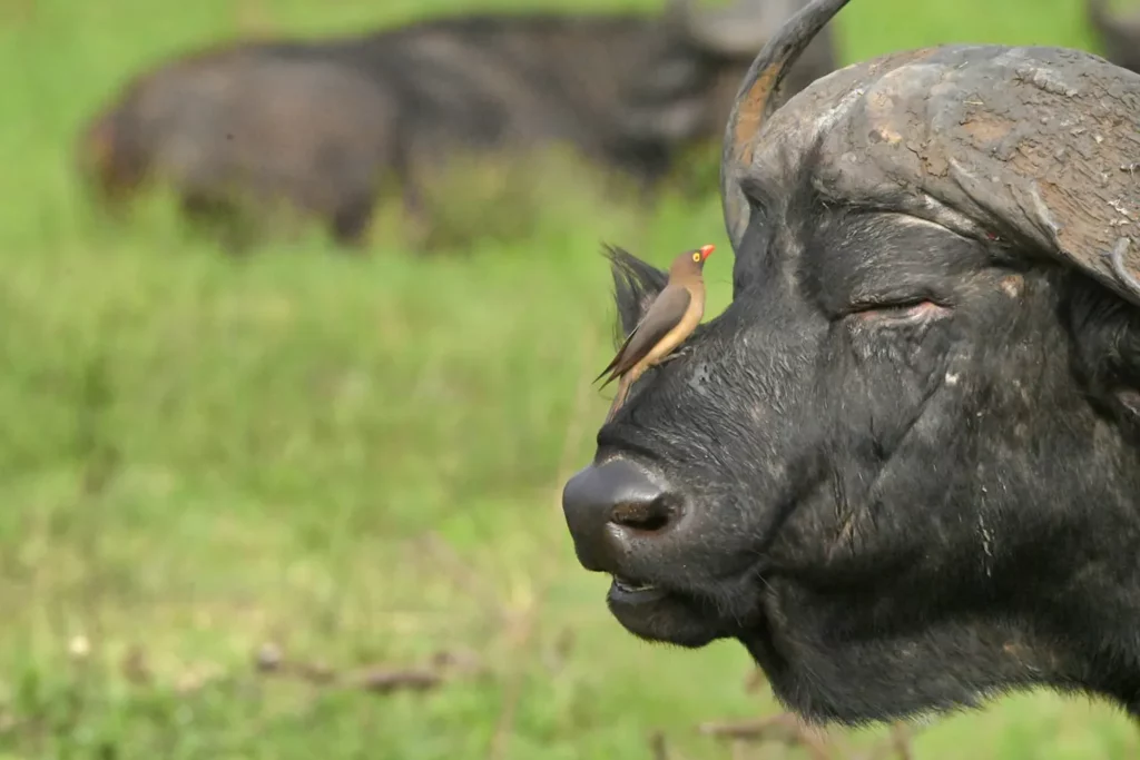 NBJan261 Why Nambiti Game Reserve Should Be Your Next Safari Destination | Nambiti Private Game Reserve, KwaZulu-Natal