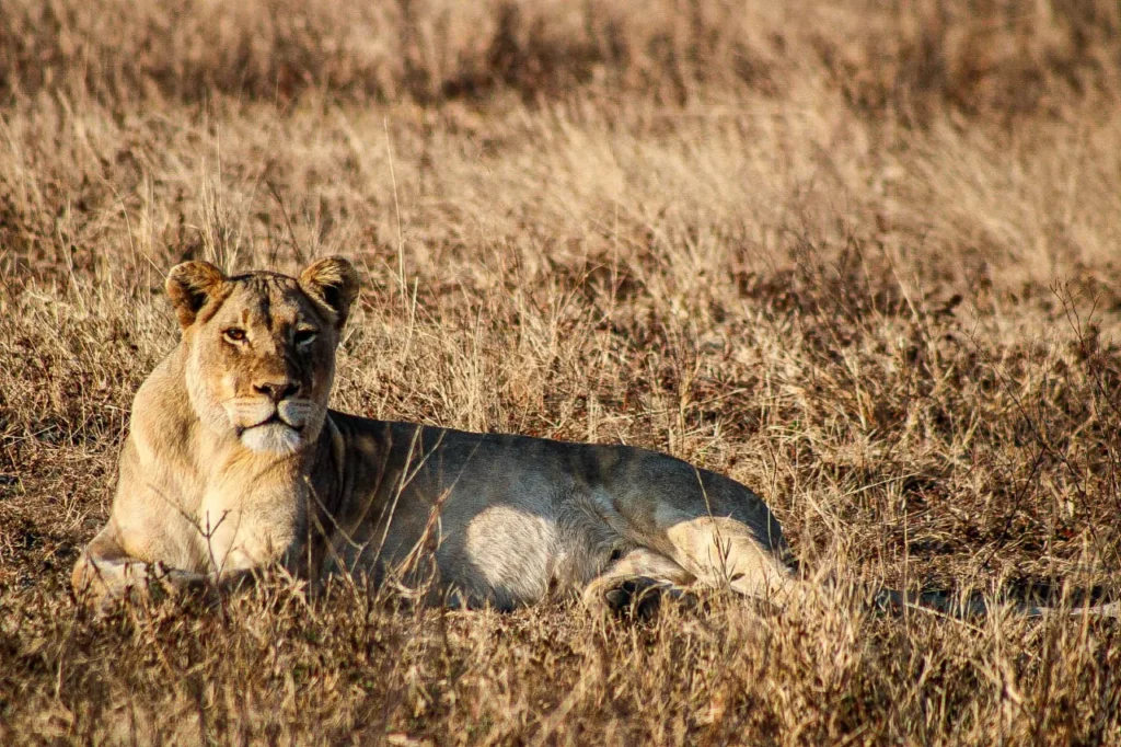NBJan262 Why Nambiti Game Reserve Should Be Your Next Safari Destination | Nambiti Private Game Reserve, KwaZulu-Natal