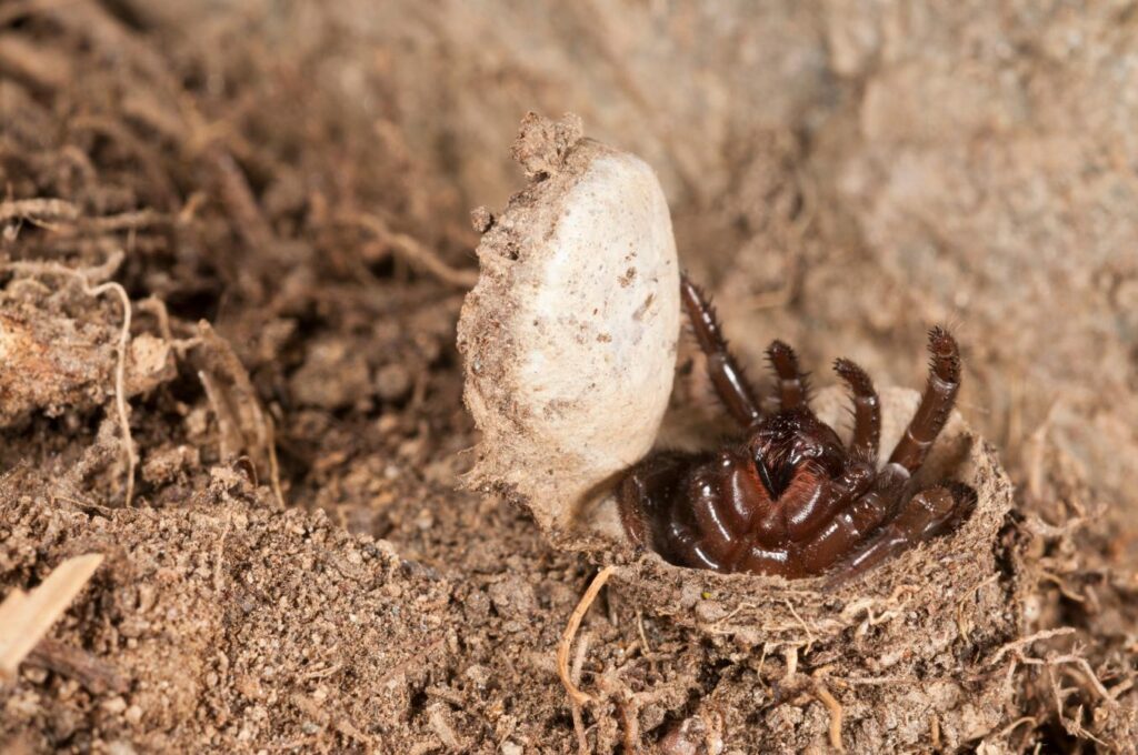 AdobeStock_396173243 trapdoor Trapdoor Spider - The Hidden Heroes | Nambiti Game Reserve