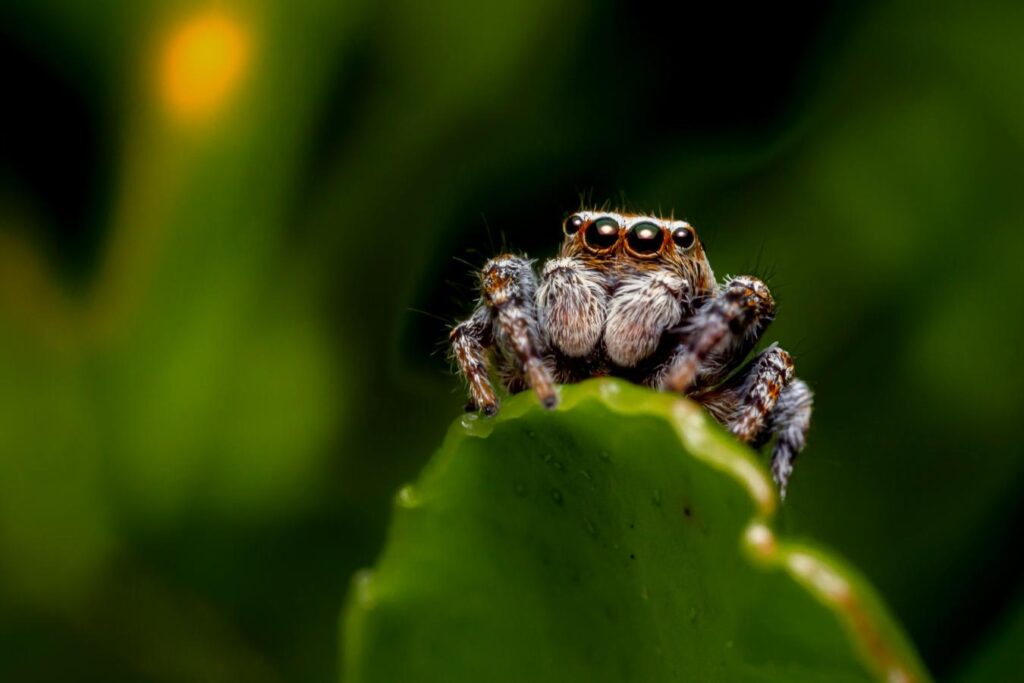jumping (1) Jumping Spider - The Hidden Heroes | Nambiti Game Reserve