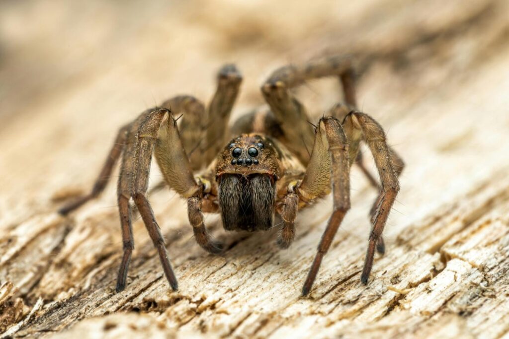 wolf (1) Wolf Spider - The Hidden Heroes | Nambiti Game Reserve