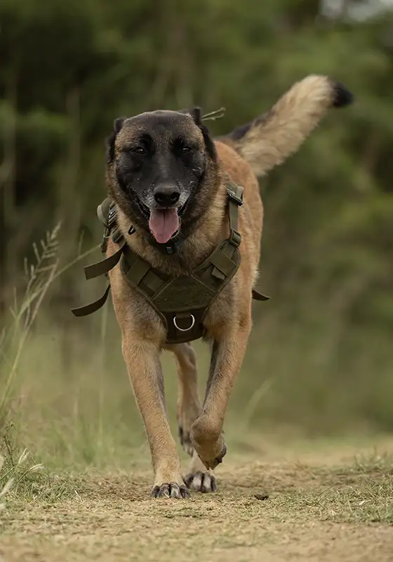 KAP_2624 copy2 The Purpose of an Anti-Poaching Canine Unit: Protecting Wildlife | Nambiti Private Game Reserve, KwaZulu-Natal