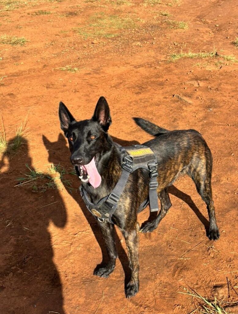 aa62ee09-28ed-4a43-a2b1-ca29dd1406fd (1) The Purpose of an Anti-Poaching Canine Unit: Protecting Wildlife | Nambiti Private Game Reserve, KwaZulu-Natal