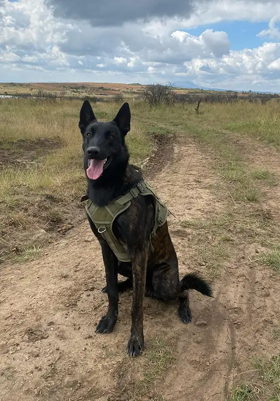 dog2 Anti-Poaching Dog - The Purpose of an Anti-Poaching Canine Unit: Protecting Wildlife | Nambiti Game Reserve