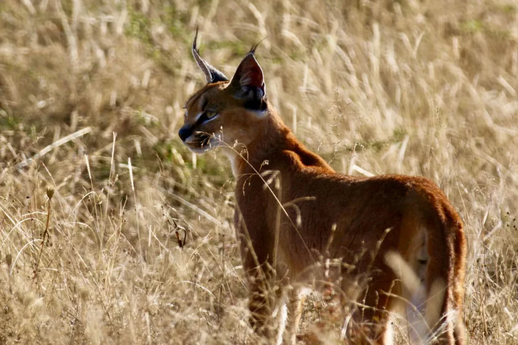 Smaller predators at Nambiti Game Reserve - Nambiti Private Game Reserve, KwaZulu-Natal