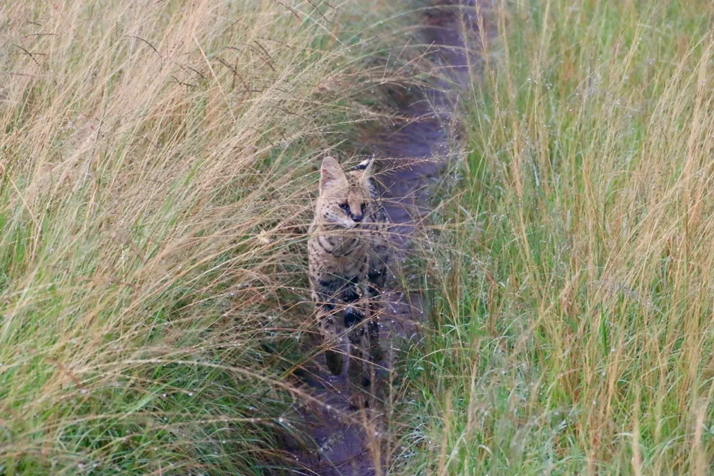 Smaller predators at Nambiti Game Reserve - Nambiti Private Game Reserve, KwaZulu-Natal