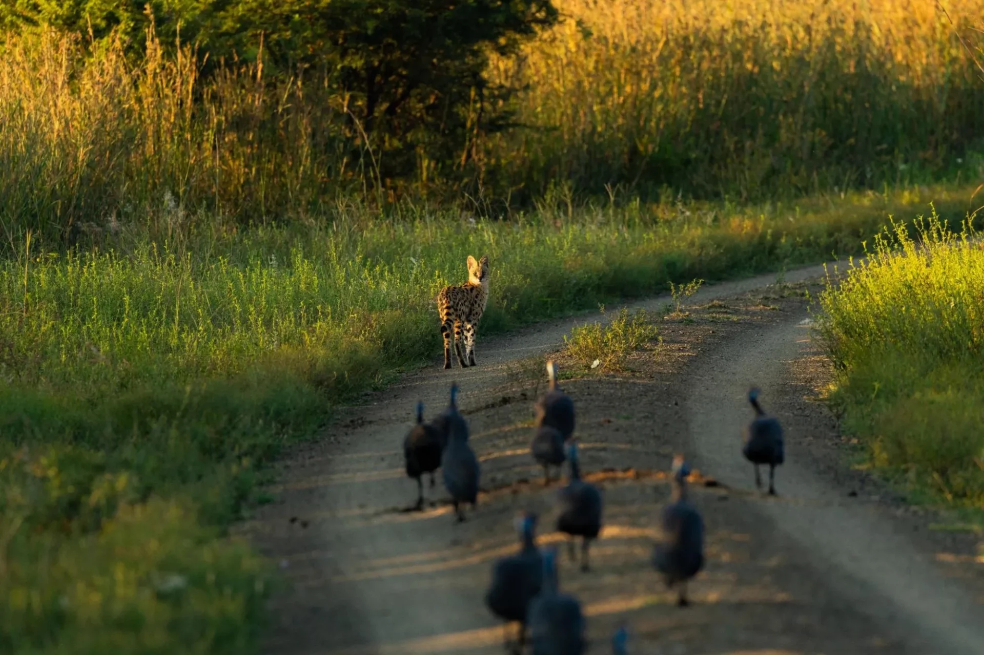 Smaller predators at Nambiti Game Reserve - Nambiti Private Game Reserve, KwaZulu-Natal