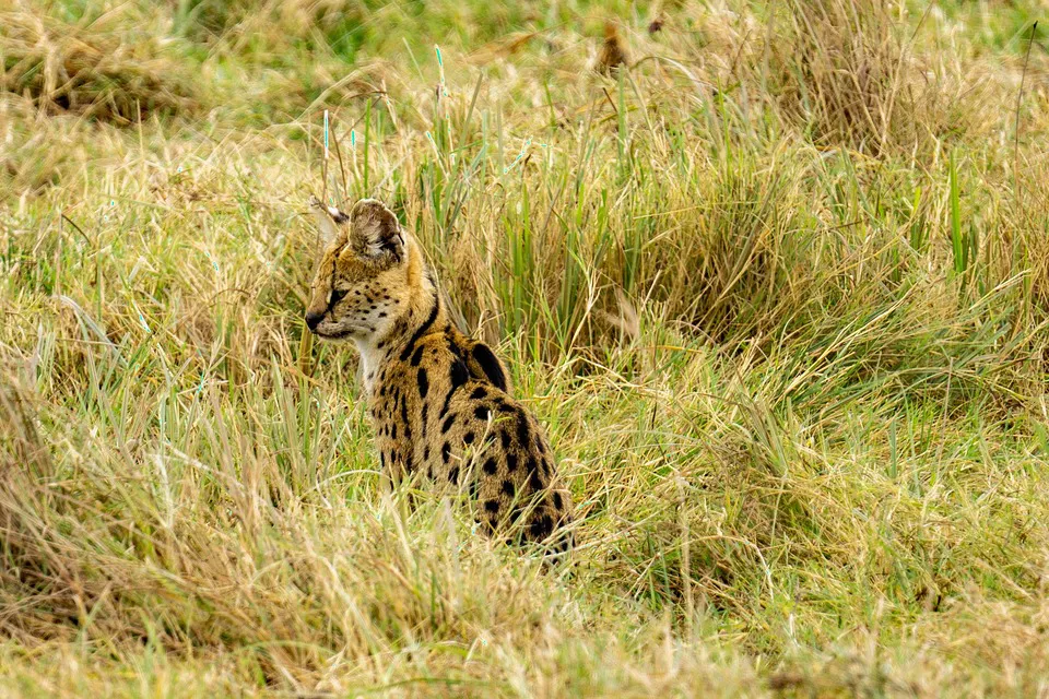 Smaller predators at Nambiti Game Reserve - Nambiti Private Game Reserve, KwaZulu-Natal
