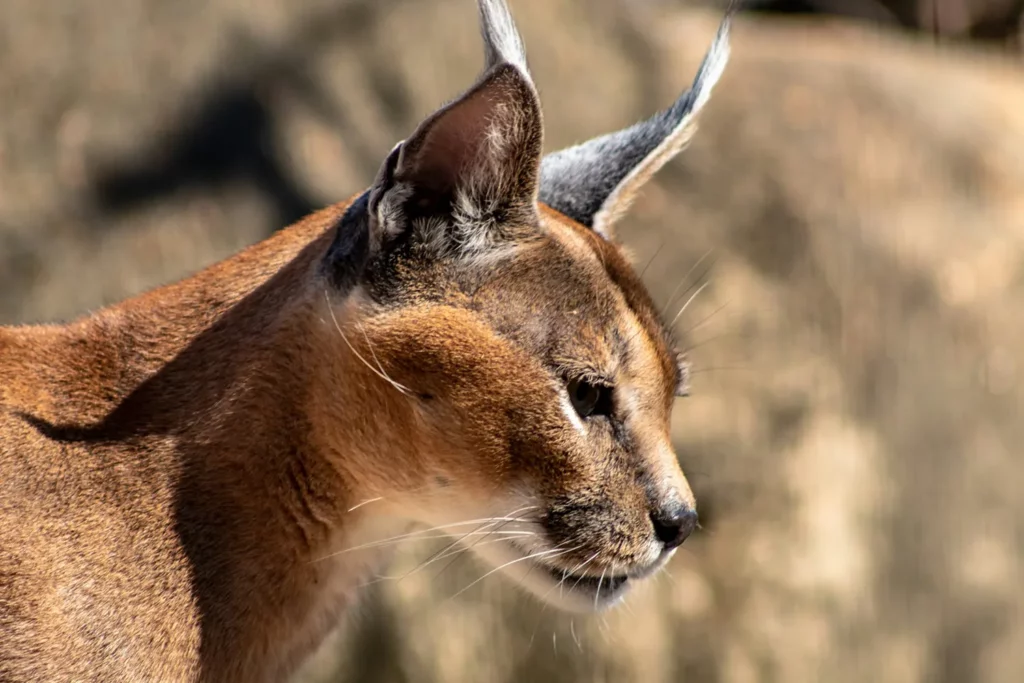 Smaller predators at Nambiti Game Reserve - Nambiti Private Game Reserve, KwaZulu-Natal