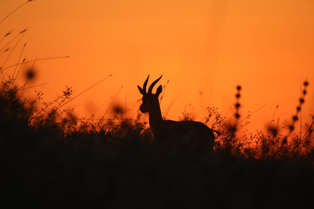 No day at Nambiti is every the same, come and see for yourself