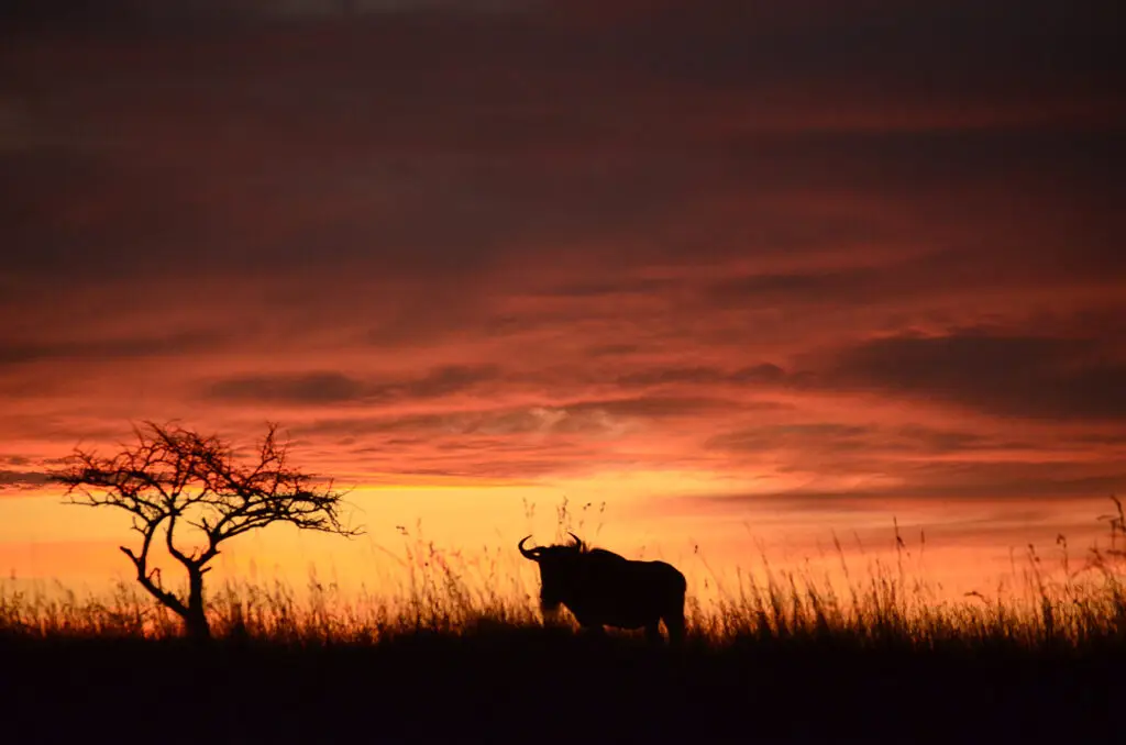 Sunset at Nambiti