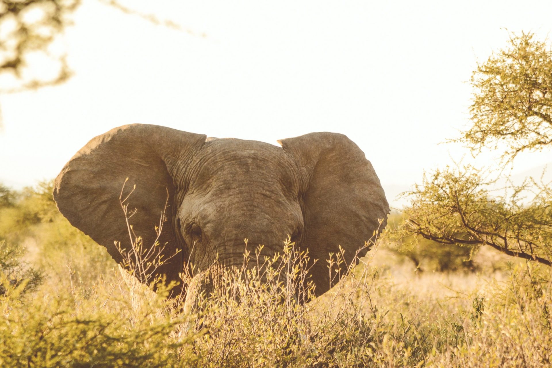 Nambiti field guide preparing for game drive