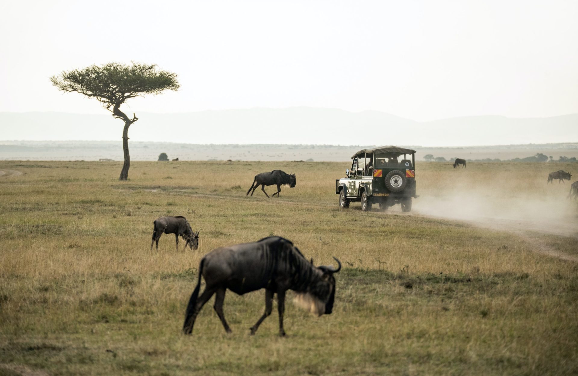 Game vehicle on drive at Nambiti