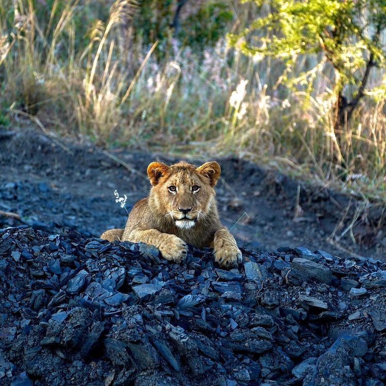 Lion cub at Nambiti, photo by @jessiestuart
