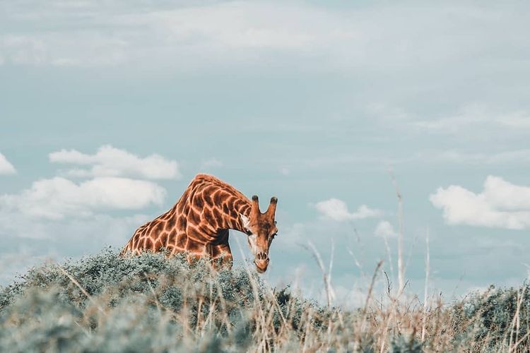 Giraffe at Nambiti, photo by @larabothaphotography