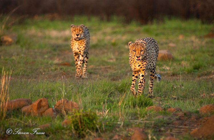 Cats at Nambiti, photo by @steven_freese_photography