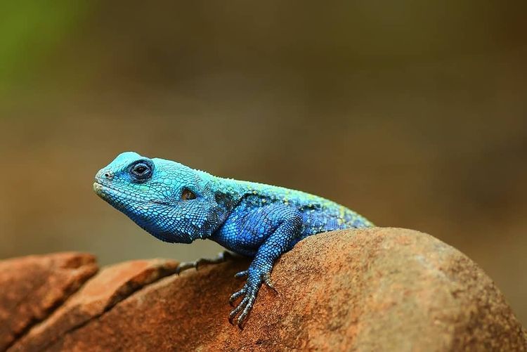 Agama at Nambiti, photo by @the_jpeg_louch