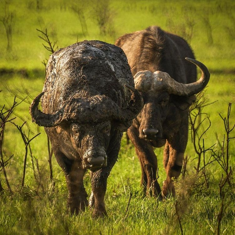 Buffalo at Nambiti, photo by @barblouns