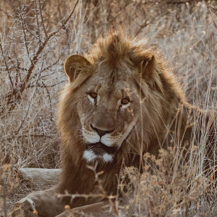 Male lion at Nambiti, photo by @saraparkes