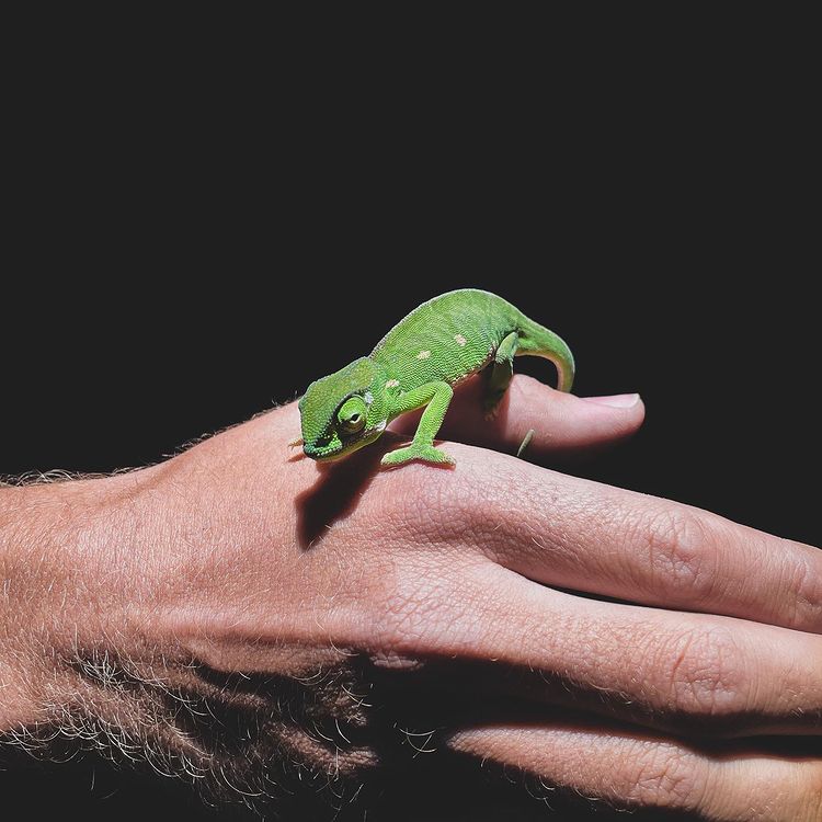 Chameleon at Nambiti, photo by @worldofweekends