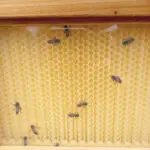 Beehive gallery photo at Nambiti
