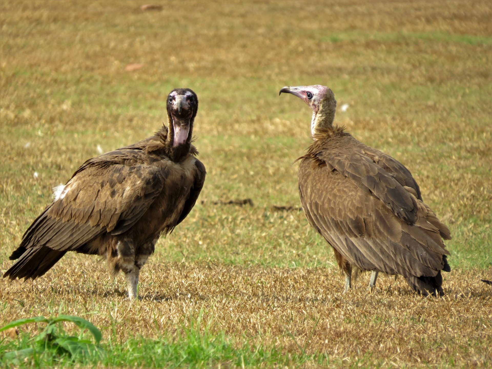 Lappet-faced vulture, an endangered species at Nambiti