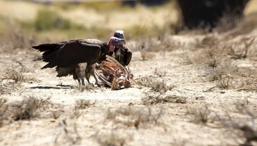 Vulture at Nambiti Private Game Reserve